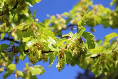 Fagus sylvatica - buk lesní - jarní rašení a jehnědy (19)
